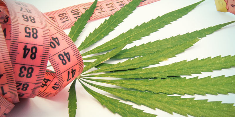 ¿Puede La Marihuana Ayudarte A Adelgazar?