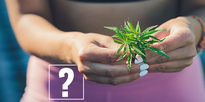 Marihuana Y Pérdida De Peso