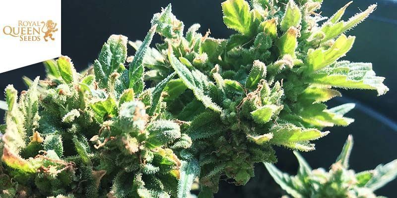 Variedades Mejores Para Adelgazar