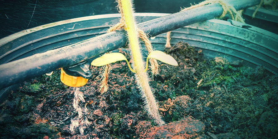 Medio De Cultivo Y Riego