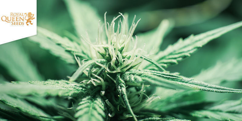 LEMON SHINING SILVER HAZE (ROYAL QUEEN SEEDS)