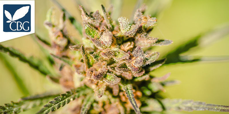 Pakistan Chitral Kush (Cannabiogen)