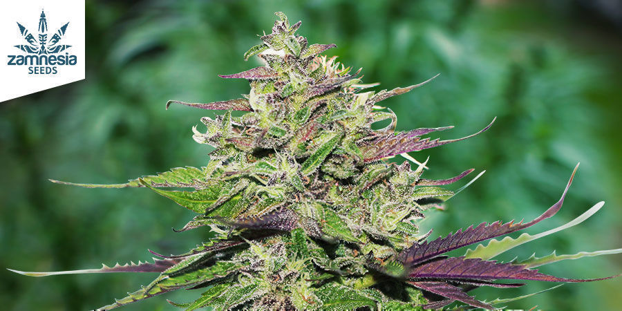 Purple Punch (Zamnesia Seeds)