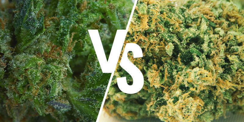 MARIHUANA PEGAJOSA VS MARIHUANA SECA