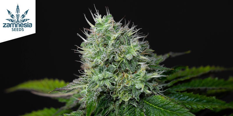 Purple Punch (Zamnesia Seeds)