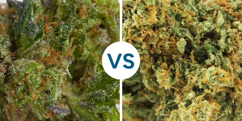 MARIHUANA PEGAJOSA VS MARIHUANA SECA