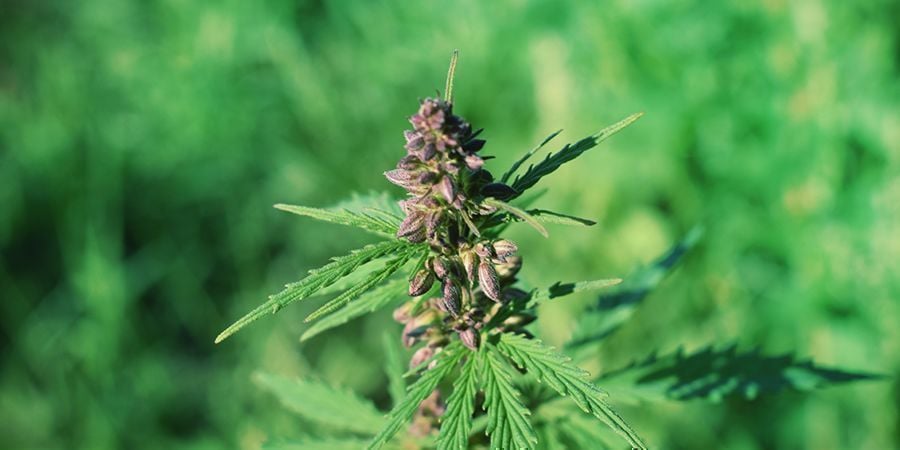 ¿ES EL MORADO DEL CANNABIS UNA SEÑAL DE POTENCIA EXTRA?