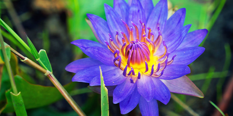 LOTO AZUL (NYMPHAEA CAERULEA)