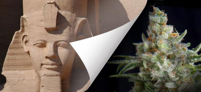 Ramses (Pyramid Seeds)