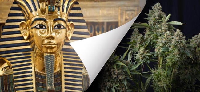 Tutankhamon (Pyramid Seeds)