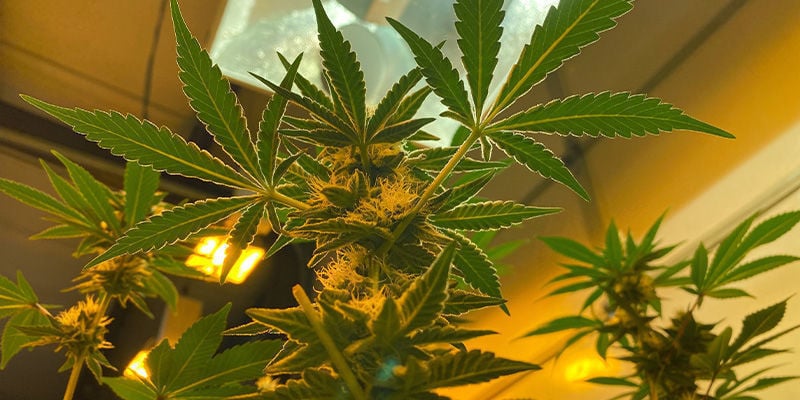 Interior - Cosecha Continua De Marihuana