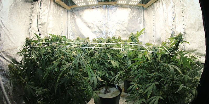 Cómo Gestionar El Ciclo De Luz Para Controlar La Floración Del Cannabis
