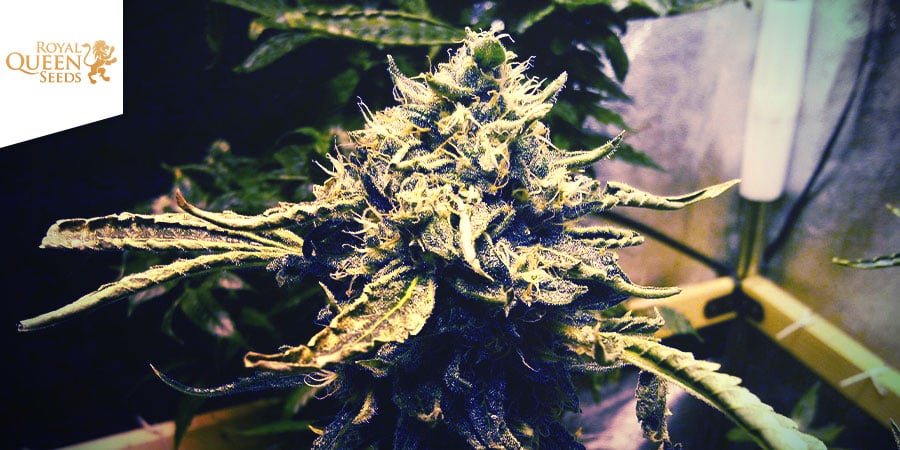 CRITICAL KUSH (ROYAL QUEEN SEEDS): EL DUELO DE TITANES