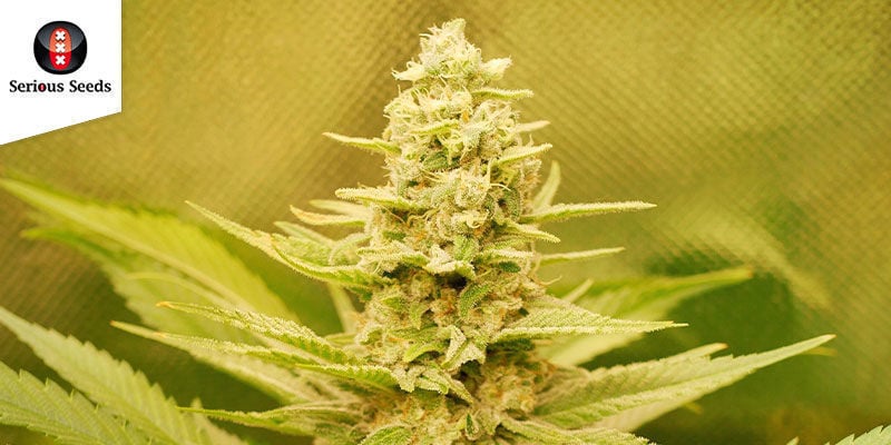 Ak-47 (Serious Seeds): Potente, Feminizada Y De Gran Palmarés