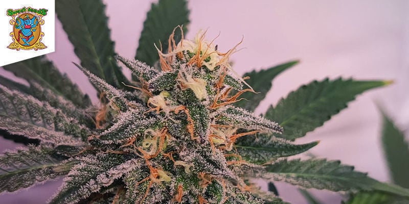 Cream Caramel (Sweet Seeds): El Híbrido Triplemente Placentero