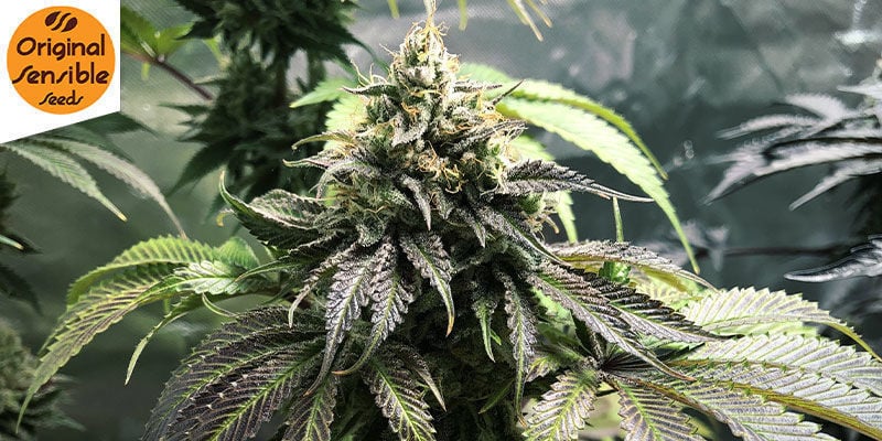 Gorilla Glue 4 Auto (Original Sensible): Alta Potencia De Estilo Gorila