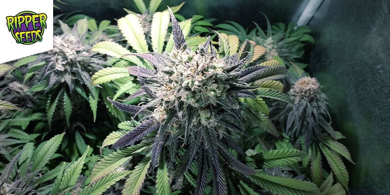 ZOMBIE KUSH (RIPPER SEEDS): LA MARIHUANA VIVIENTE