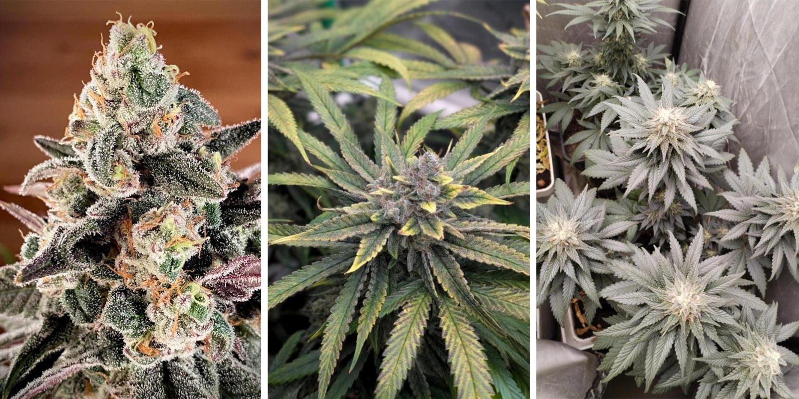 Sunset Sherbet Go Fast