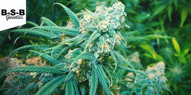 Lemon Haze (BSB Genetics) Feminized