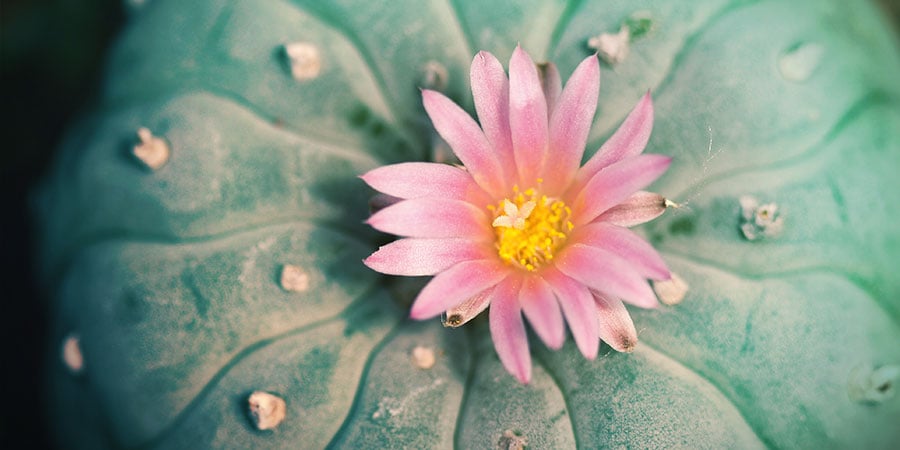 Lophophora Decipiens