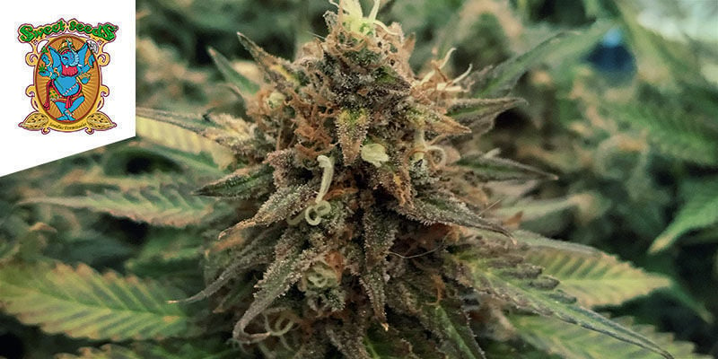 S.A.D S.1 DE SWEET SEEDS