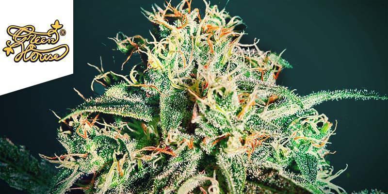 A.M.S DE GREEN HOUSE SEEDS