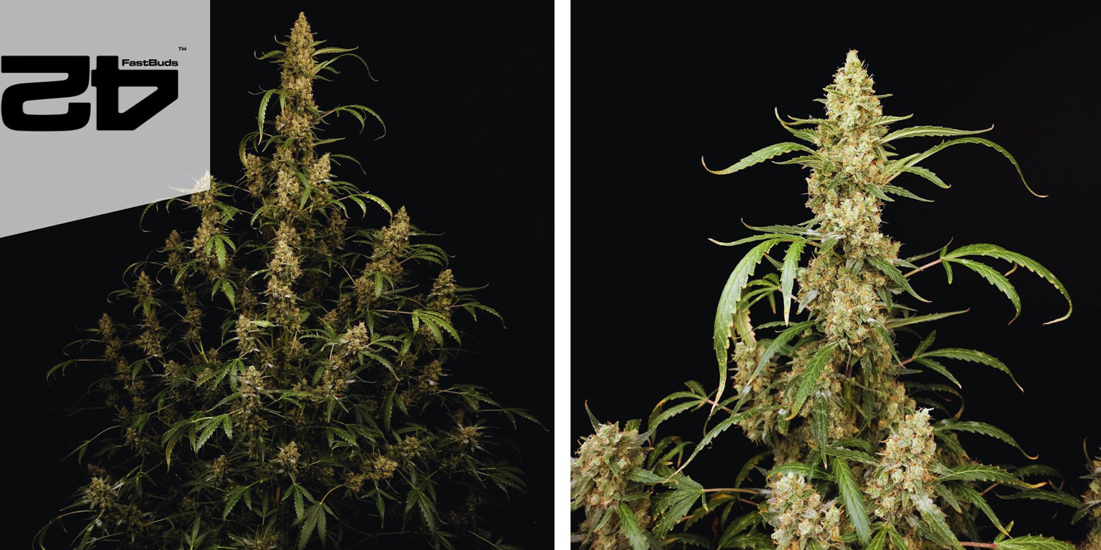 10. GG#4 Auto (FastBuds)