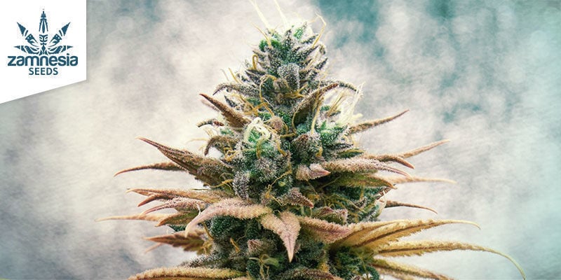 Blue Dream De Zamnesia Seeds