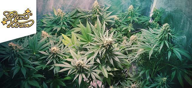 Super Bud (Green House Seeds)