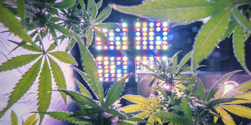 Intensidad De La Luz De Cultivo