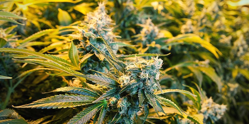 Distancia Entre Plantas De Cannabis