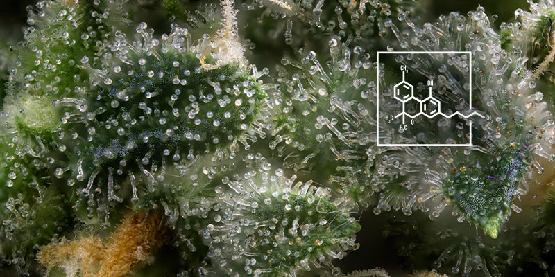 MIRA EL PERFIL DE CANNABINOIDES