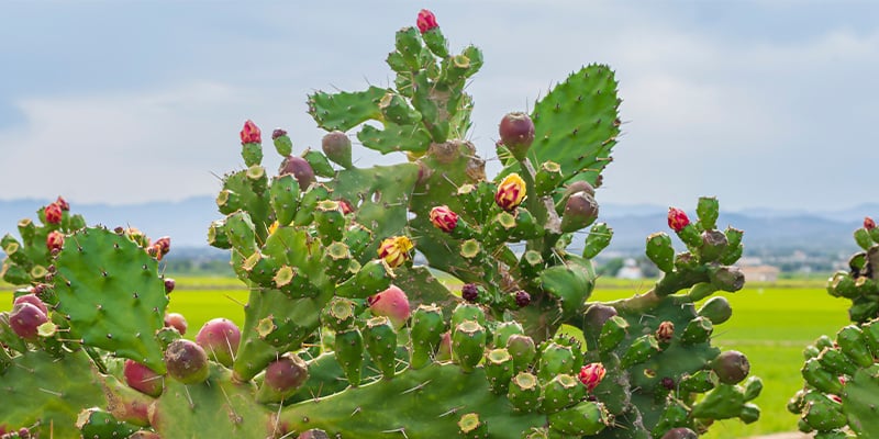 Los 5 errores más habituales en el cuidado de los cactus