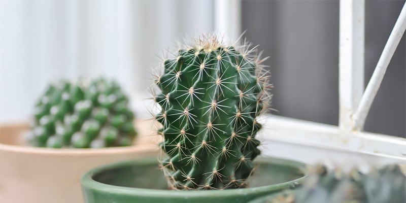 Cuidar los cactus es más fácil de lo que crees