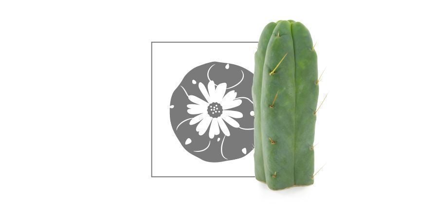 Cactus De Mescalina