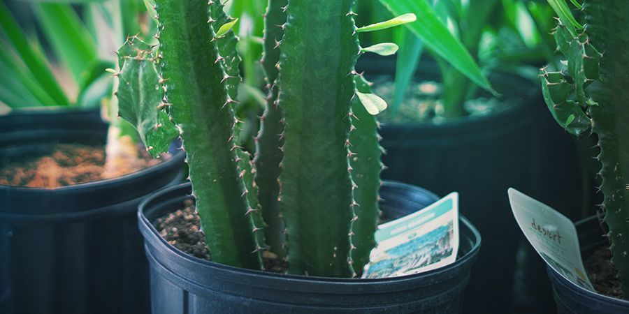 La Maceta Se Quedará Pequeña Para Las Raíces