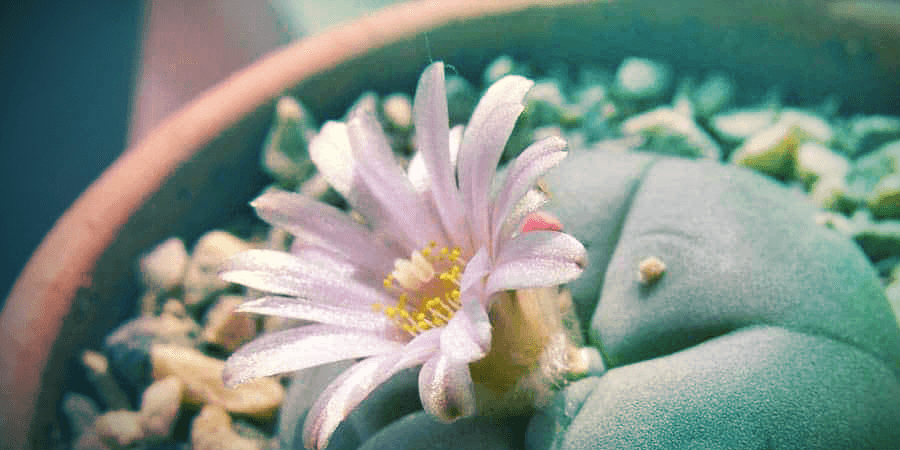 Peyote