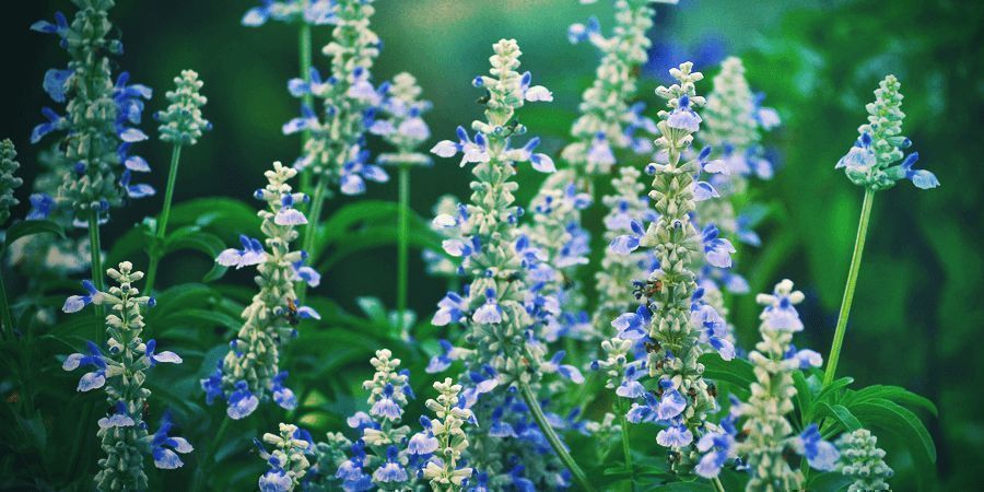 Salvia Divinorum