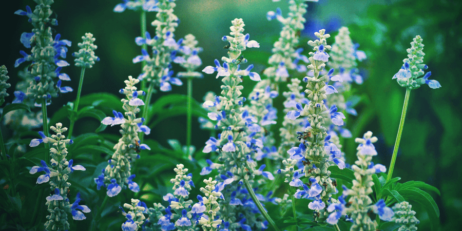 Salvia Divinorum