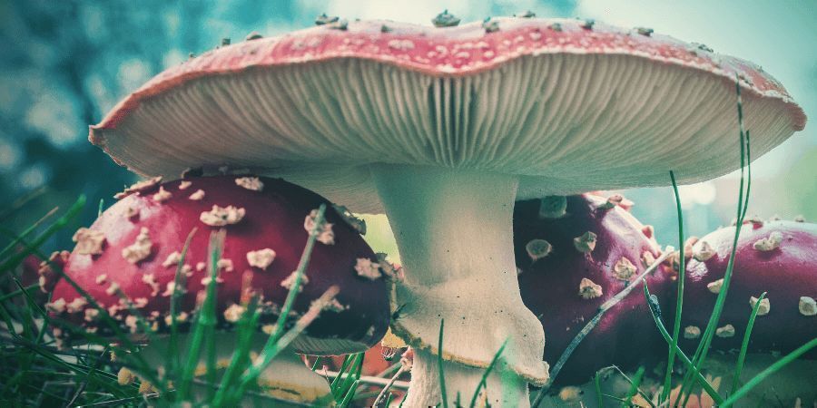 Amanita Muscaria Amanita Muscaria