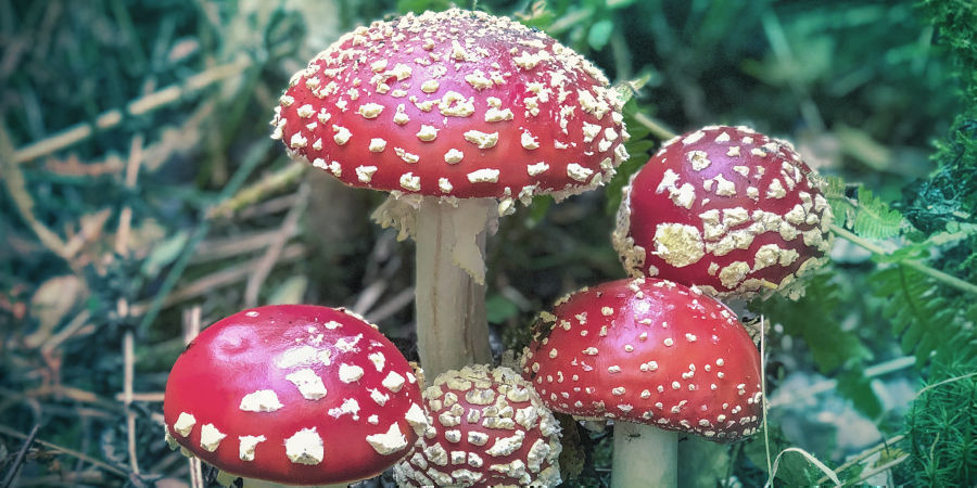 Amanita Muscaria