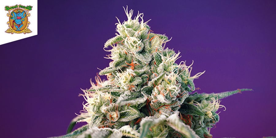 Bruce Banner Auto De Sweet Seeds