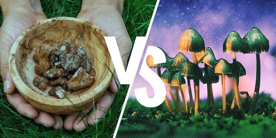 ¿CUÁL ES LA DIFERENCIA ENTRE LAS TRUFAS Y LAS SETAS MÁGICAS?