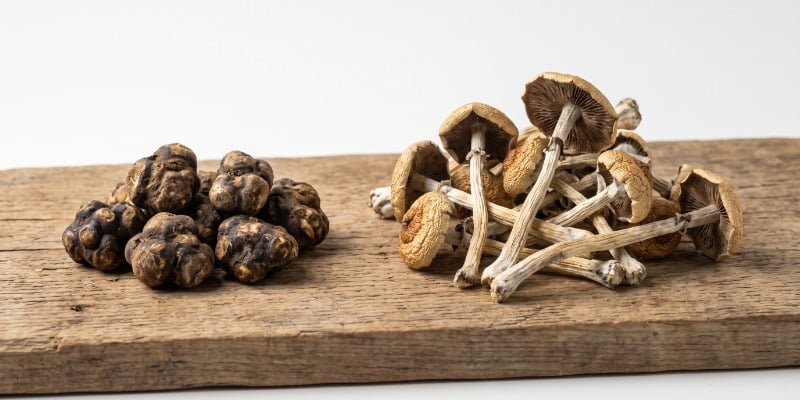 ¿Cuál Es La Diferencia Entre Las Trufas Mágicas Y Las Setas Mágicas? ¿Cuál Es La Diferencia Entre Las Trufas Mágicas Y Las Setas Mágicas?