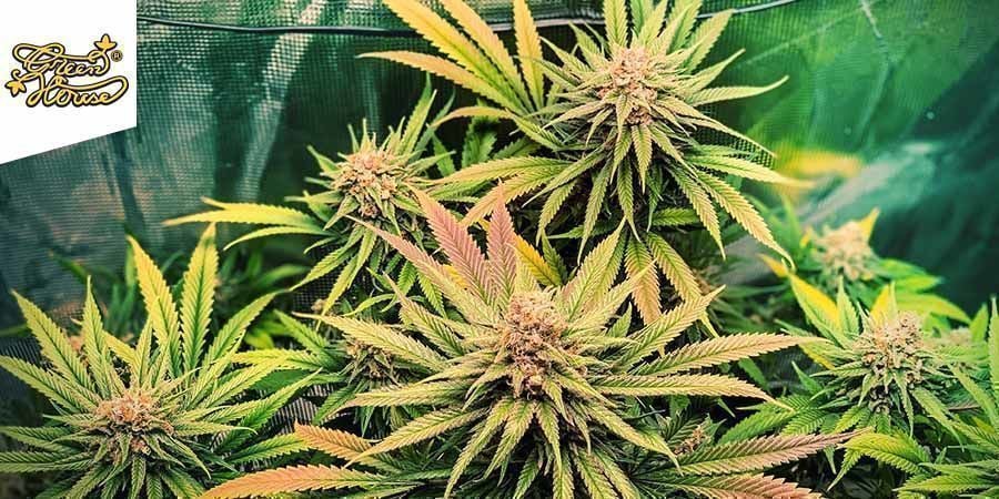 Super Lemon Haze (Greenhouse Seeds)