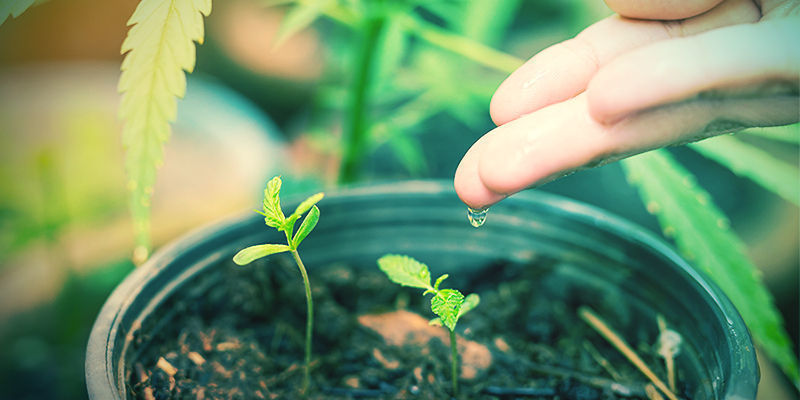 Cultiva Tu Propia Marihuana