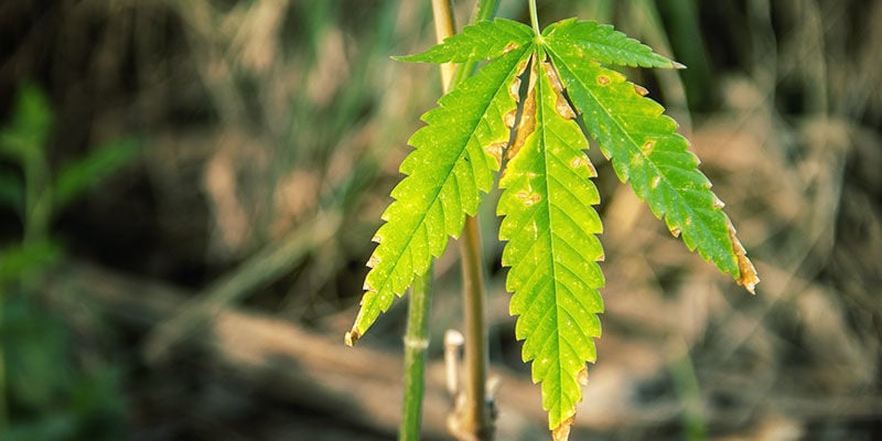 ¿Cuándo no debes preocuparte por las hojas amarillas del cannabis?