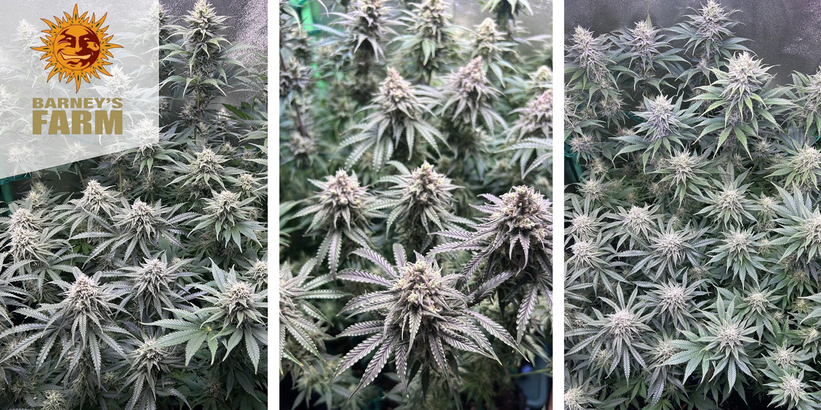 4. Critical Kush (Barney's Farm)