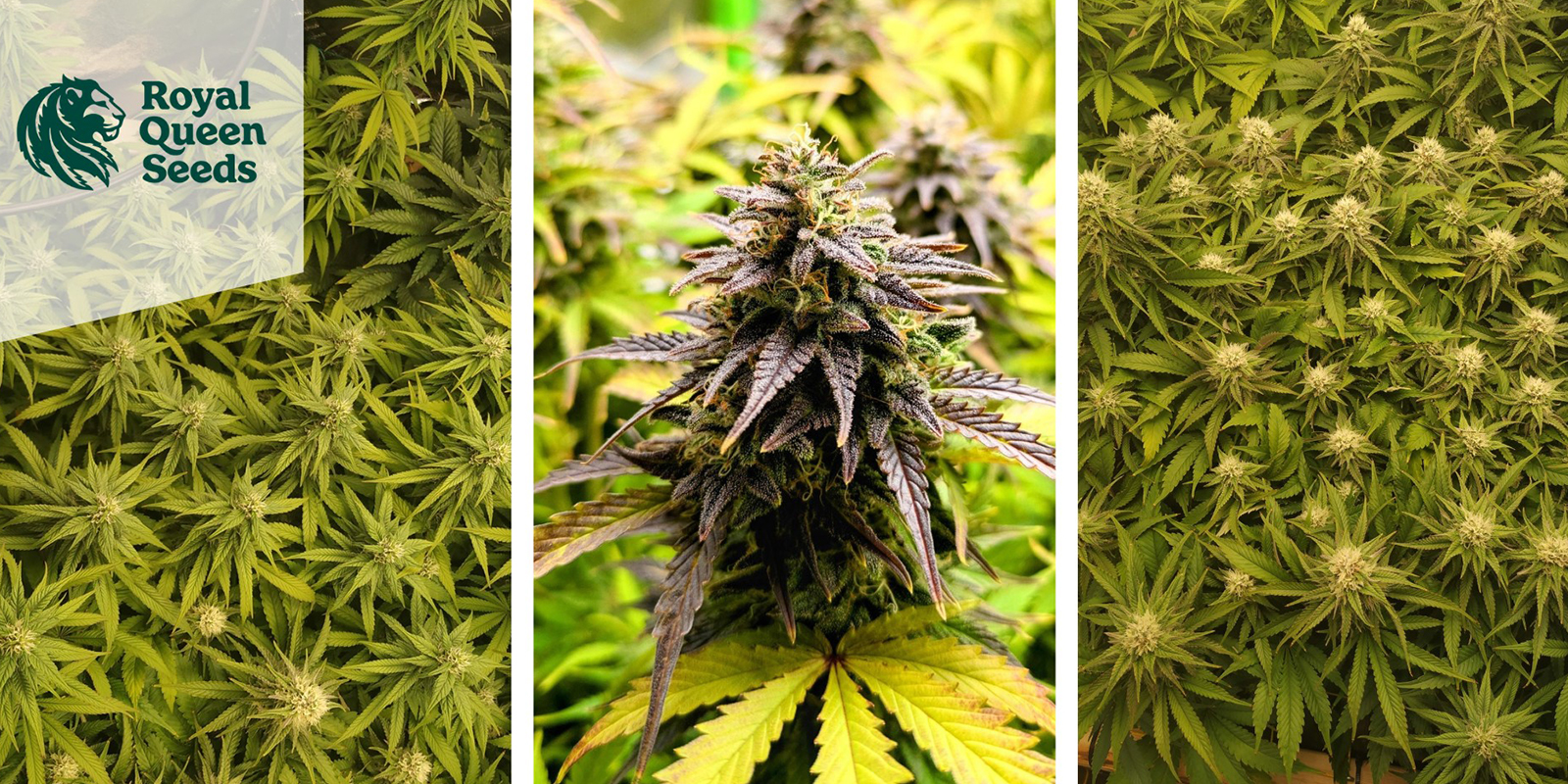 5. Quick One Auto (Royal Queen Seeds)