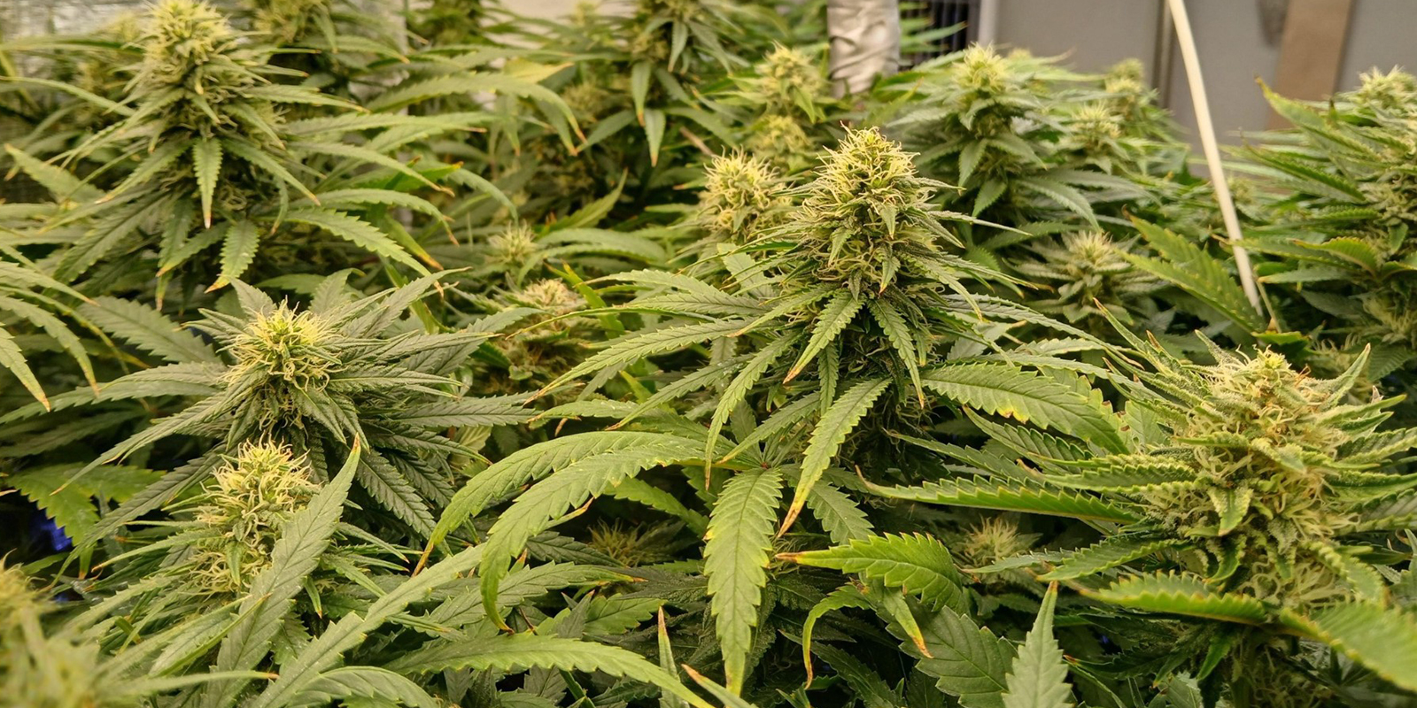 La v&iacute;a r&aacute;pida hacia cosechas densas y uniformes